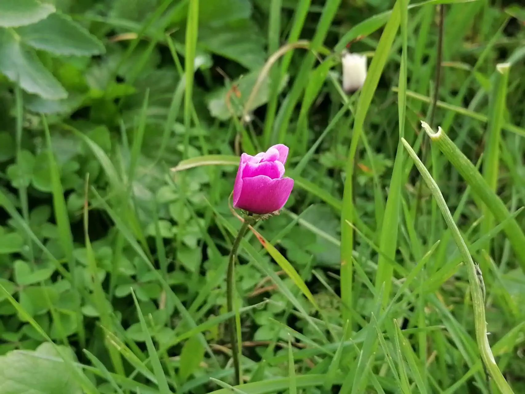 Pink flower
